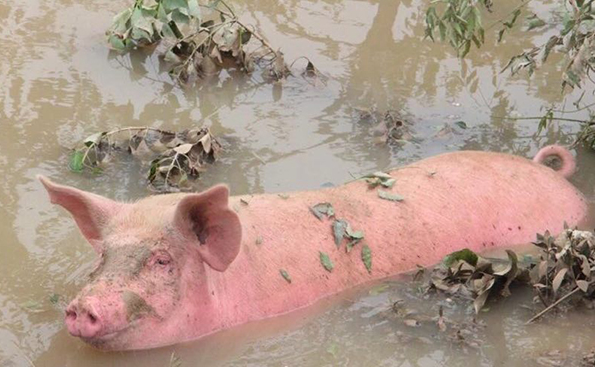 PA�콢��ƽ̨(�й���)�ٷ���վ-PA PlayAce