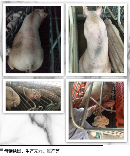 PA�콢��ƽ̨(�й���)�ٷ���վ-PA PlayAce