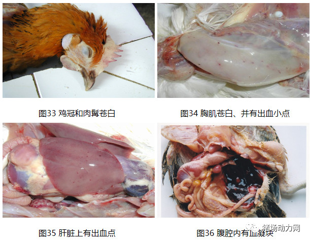 PA�콢��ƽ̨(�й���)�ٷ���վ-PA PlayAce