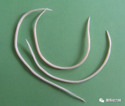 PA�콢��ƽ̨(�й���)�ٷ���վ-PA PlayAce