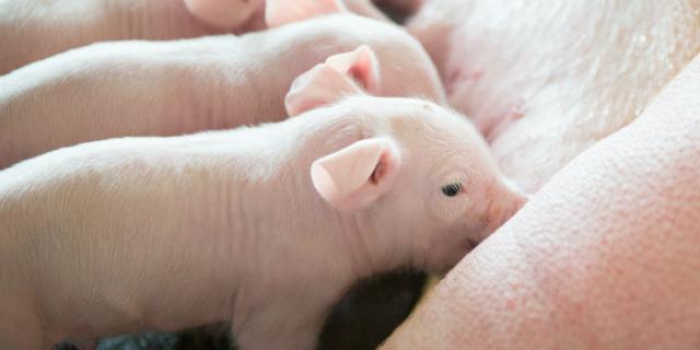 PA�콢��ƽ̨(�й���)�ٷ���վ-PA PlayAce