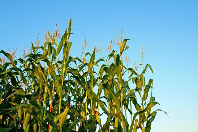 PA�콢��ƽ̨(�й���)�ٷ���վ-PA PlayAce