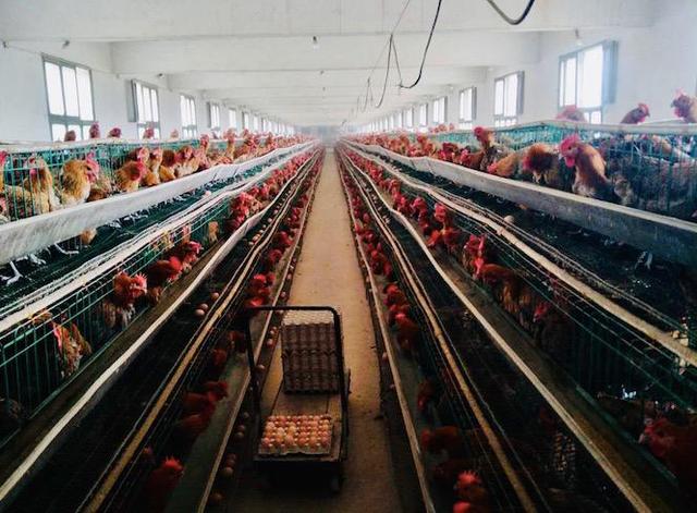 PA�콢��ƽ̨(�й���)�ٷ���վ-PA PlayAce