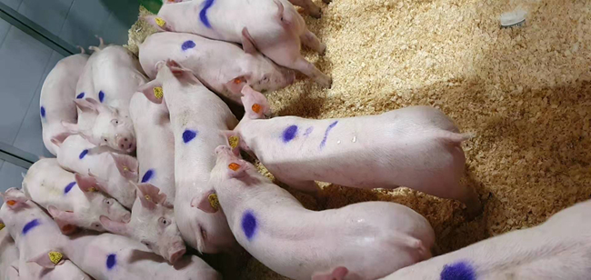 PA�콢��ƽ̨(�й���)�ٷ���վ-PA PlayAce