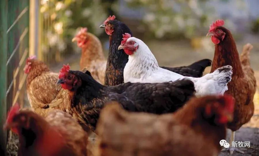 PA�콢��ƽ̨(�й���)�ٷ���վ-PA PlayAce