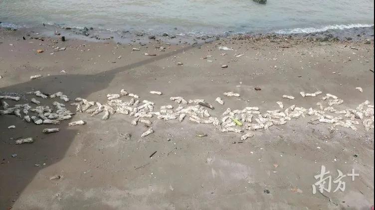 PA�콢��ƽ̨(�й���)�ٷ���վ-PA PlayAce