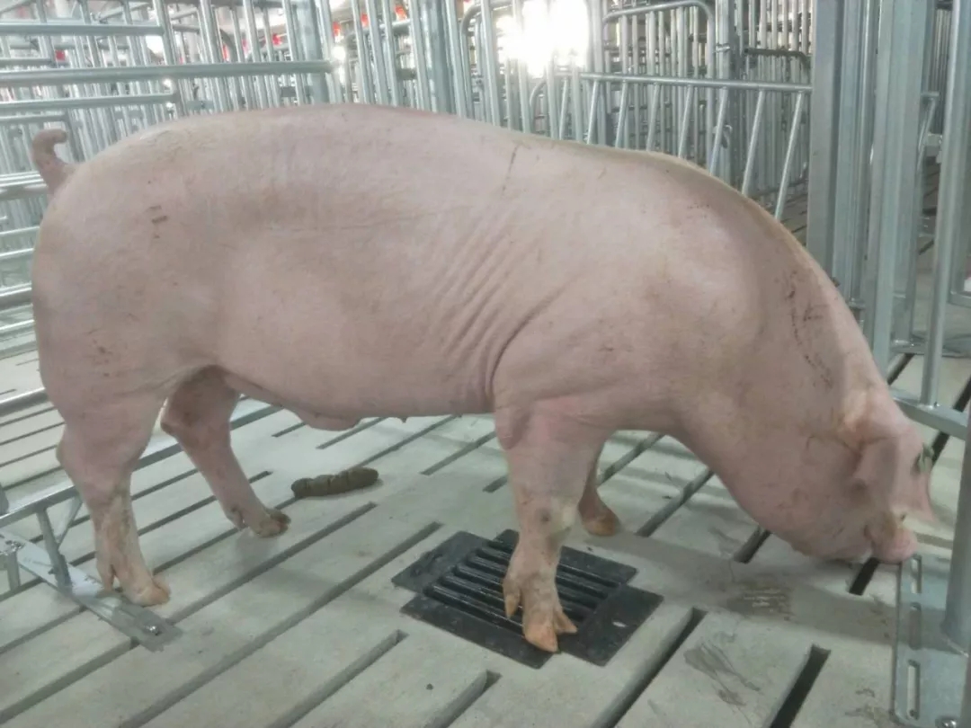 PA�콢��ƽ̨(�й���)�ٷ���վ-PA PlayAce