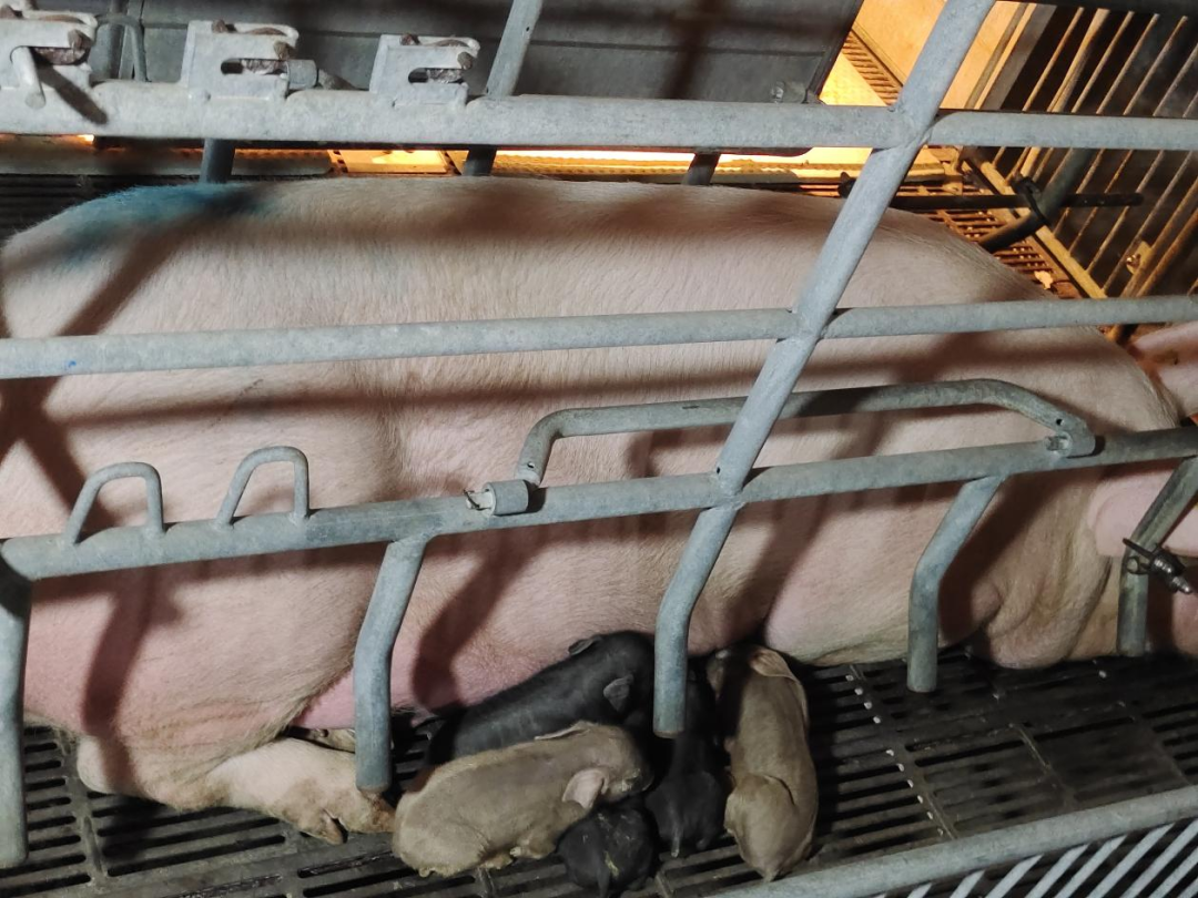 PA�콢��ƽ̨(�й���)�ٷ���վ-PA PlayAce