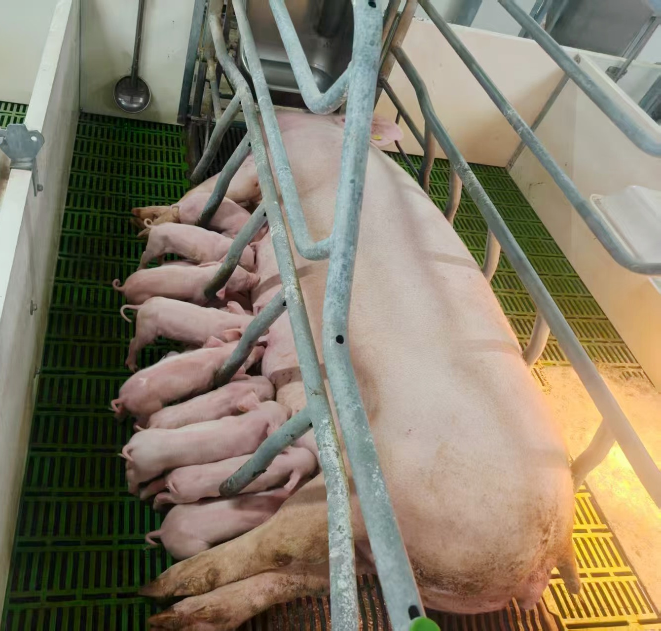 PA�콢��ƽ̨(�й���)�ٷ���վ-PA PlayAce