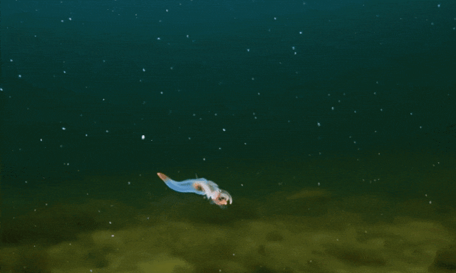 640?wx_fmt=gif ͼƬ